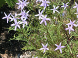 Laurentia 'avant-garde violet'