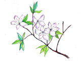 花ら103.藤色のツツジだよ 藤躑躅