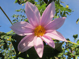 Bell tree dahlia