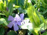 Vinca minor