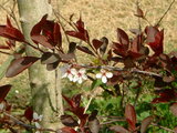 Prunus x cistena