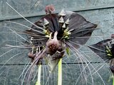 Black bat flower