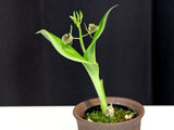 Liparis hostifolia