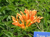 Orange trumpet vine