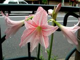 Amaryllis