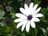 Osteospermum