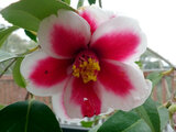 Tama peacock (Camellia)