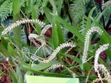 Dendrochilum cobbianum