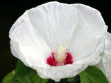 Hibiscus moscheutos