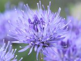 Jasione perennis