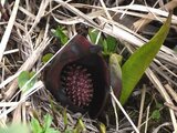 Eastern Skunk Cabbage