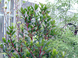 Arbutus unedo 'Compacta'