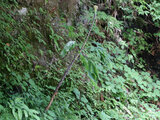 Jack in the pulpit