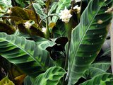 Calathea warscewiczii