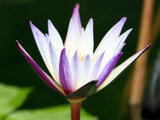 Nymphaea micrantha_'murasakishikibu'