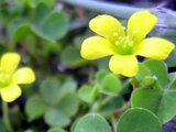 Oxalis corniculata