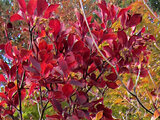 Enkianthus campanulatus