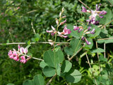 ヤマハギ | Lespedeza bicolor | かぎけん花図鑑