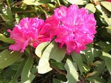 Rhododendron