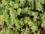 Lemon thyme variegated