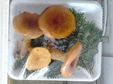 Lactarius volemus