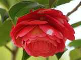 Camellia 'Kishu-tsukasa'