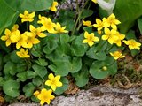 Marsh-marigold