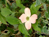 Flowering dogwood 'Stellar Pink'