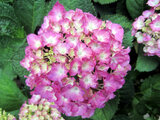 Hydrangea macrophylla