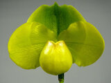 Paph. Emerald Gate 'Green Globe'