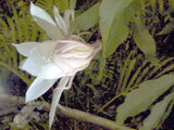 Epiphyllum oxypetalum