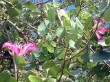 Bauhinia