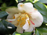 Camellia Kanka shibori