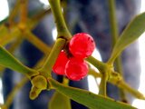 Common mistletoe