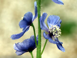 Prickly Blue poppy