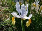 木場公園の花5 ダッチアイリス（Dutch iris）