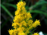 Canada goldenrod