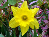 Trumpet daffodils