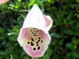 Digitalis