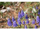 Muscari