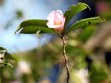 Camellia wabisuke Sukiya