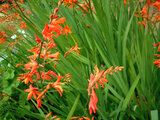 Crocosmia x crocosmiiflora