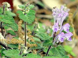 Scutellaria indica