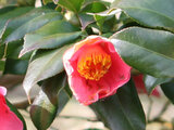 Camellia Koshinobenishidare