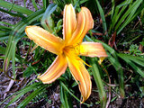 Daylily