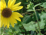 Helianthus cucumerifolius