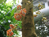 Couroupita guianensis