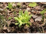 Petasites japonicus