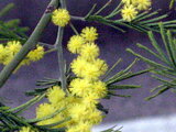 Acacia dealbata