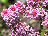 Limonium swallowed